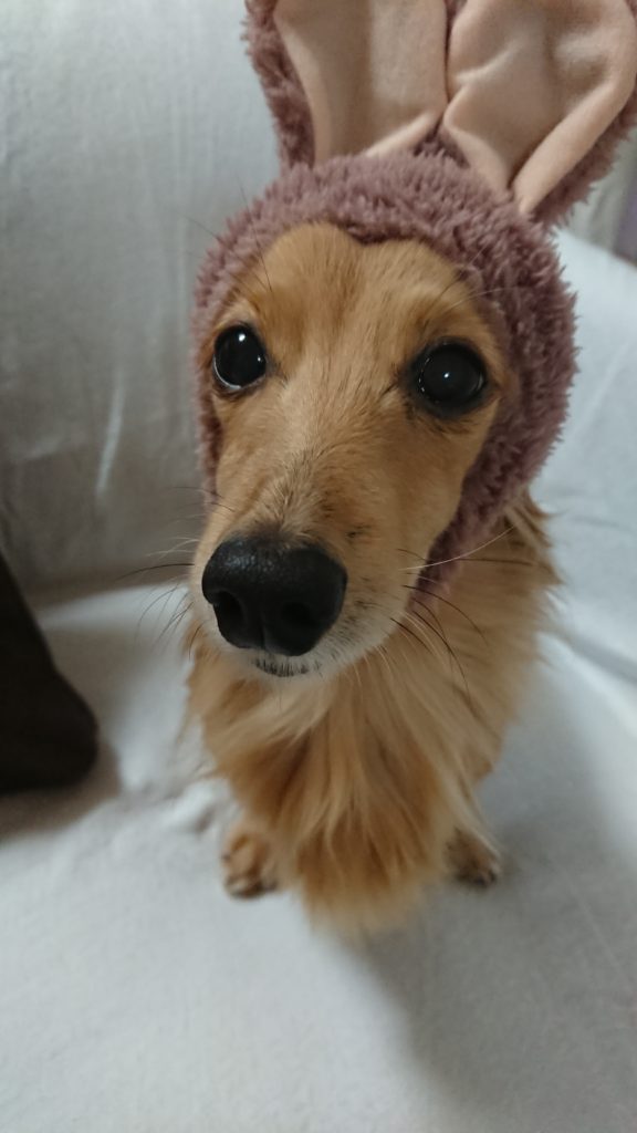 うさぎの被り物をかぶったミニチュアダックスフント