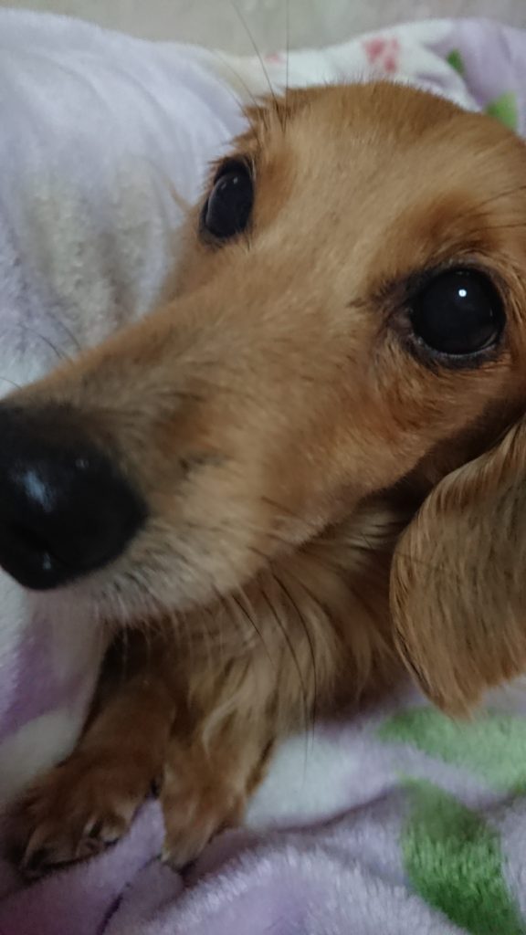 ミニチュアダックスフント