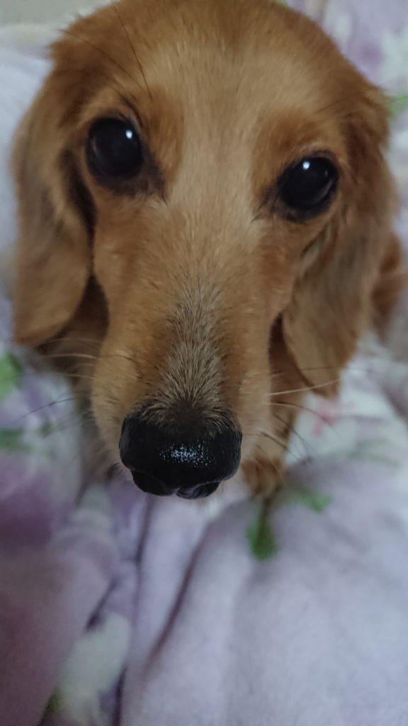 ミニチュアダックスフント