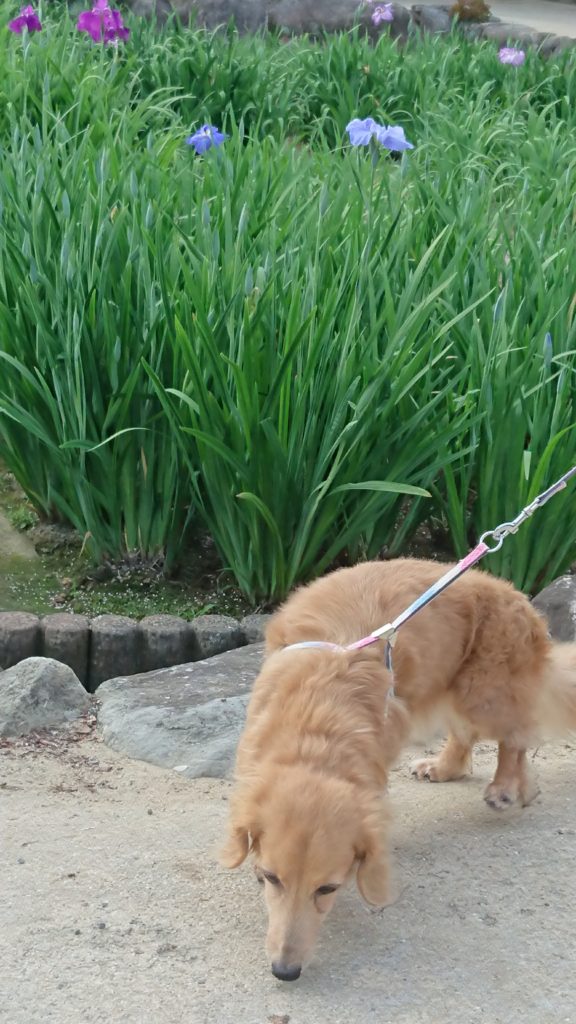 ミニチュアダックスフントと菖蒲