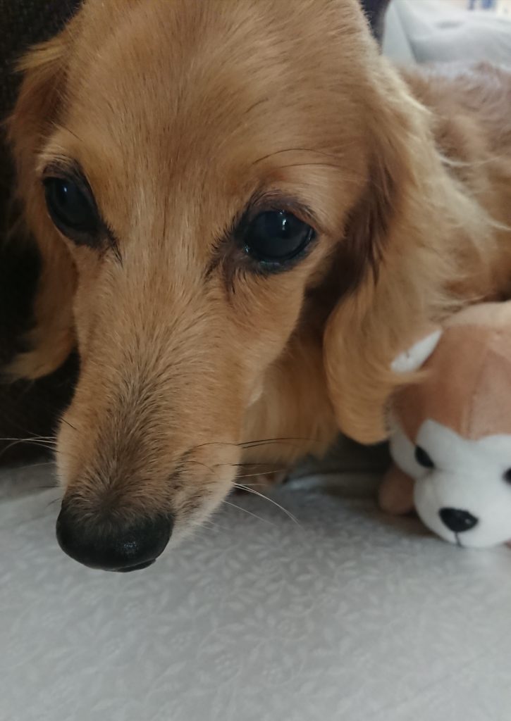 秋田犬のぬいぐるみとミニチュアダックスフント