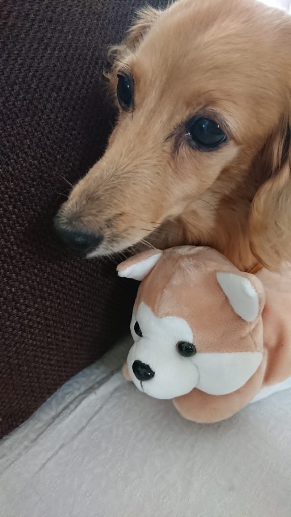 秋田犬のぬいぐるみとミニチュアダックスフント