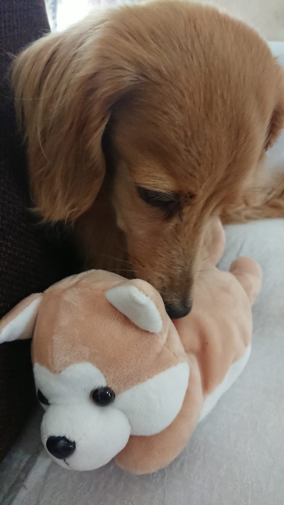 秋田犬のぬいぐるみとミニチュアダックスフント