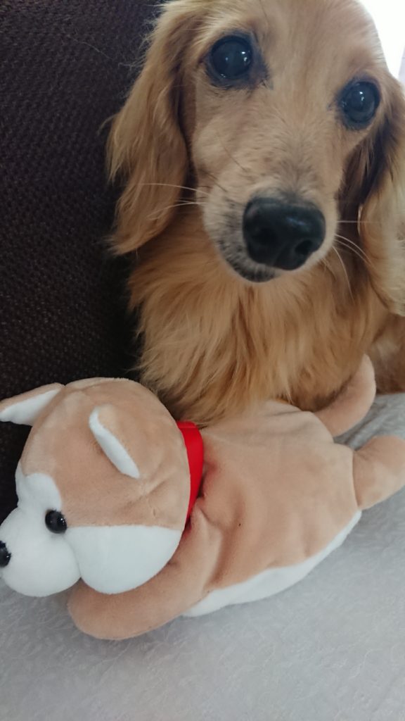 秋田犬のぬいぐるみとミニチュアダックスフント