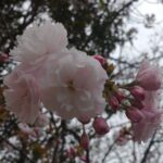 八重桜