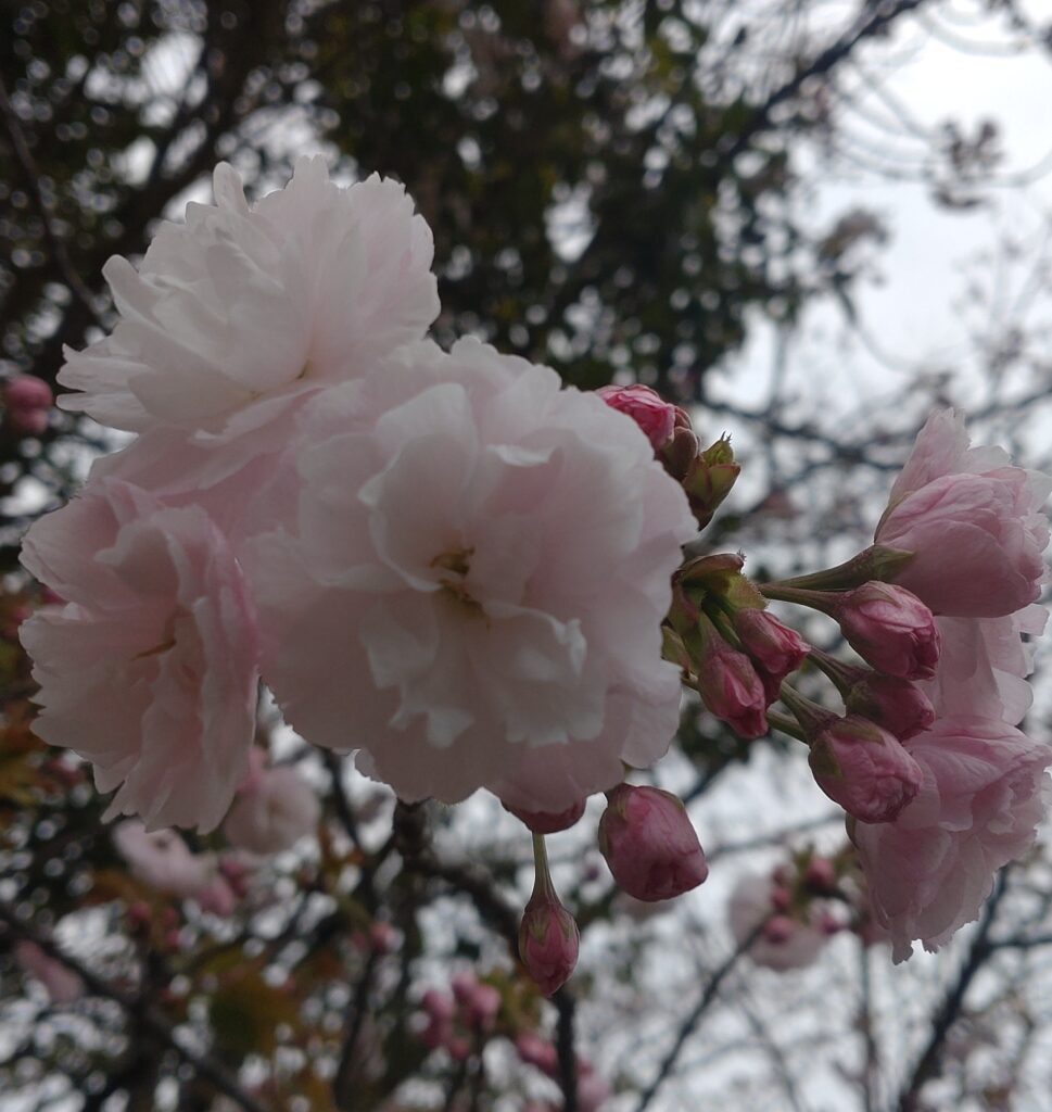 八重桜