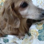 ミニチュアダックスフント