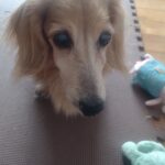 ミニチュアダックスフントとぬいぐるみ